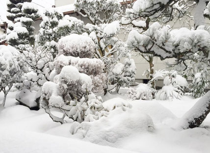 庭に雪が積もりました