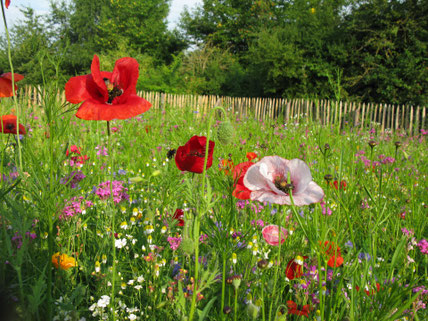 Schmetterlingswiese. Foto Thomas Staab - Naturfotos.lbv.de