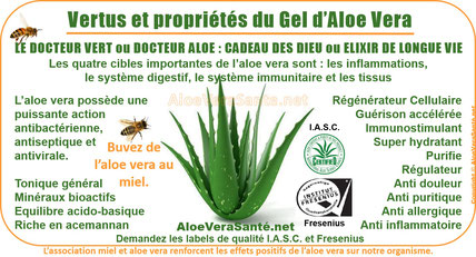 AloeVeraSante | le gel d'Aloe Vera en usage interne : anti-inflammatoire, antiseptique, hémostatique, antalgique, apaisant, immunisant, antibiotique, antiallergique etc