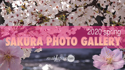 桜フォトギャラリー2020 メインページ