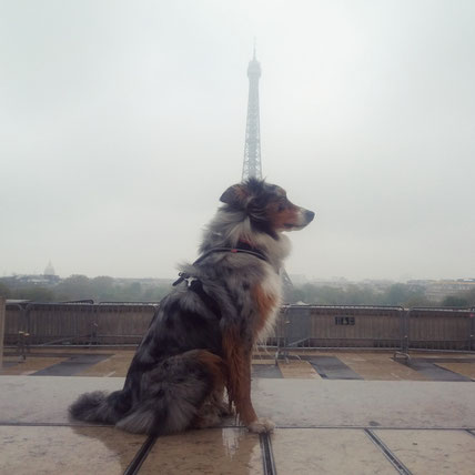 Berger australien au Trocadéro, vue sur la tour Eiffel, chien