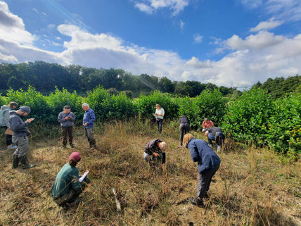 Wasserpflanzen im Artenschutztümpel im Brinksoot (Foto: © Anika Schmellenkamp)