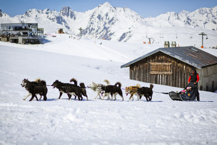 Dog sledging in La Plagne