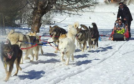 Sled dog experience