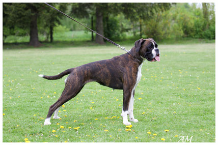 Boxer Hund vonderwaldnielerheide Europasieger