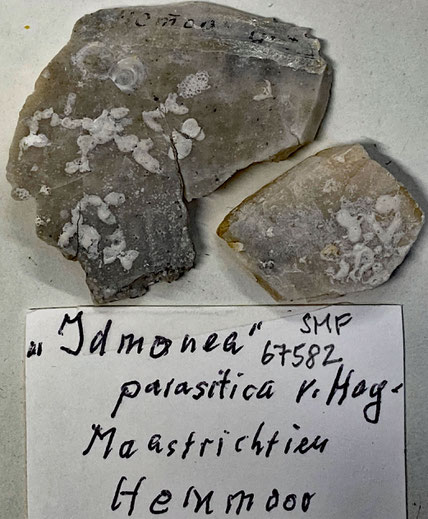 Senckenberg, Bryozoa, Bryozoen, Moostierchen, Sammlung Voigt