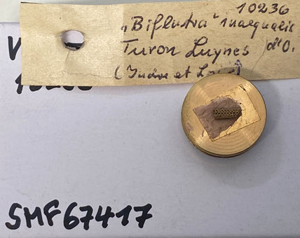 Senckenberg, Bryozoa, Bryozoen, Moostierchen, Sammlung Voigt