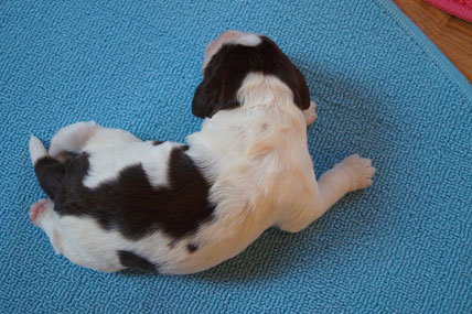Male number 2 has the most white of all puppies. Photo: Ulf F. Baumann