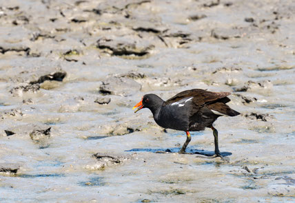 Bild: Parc ornithologique de Pont-de-Gau 