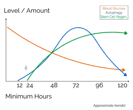 Effekte des Fastens auf Blutzucker, Autophagie und Stammzellen-Regeneration (ungefähre Trends!)