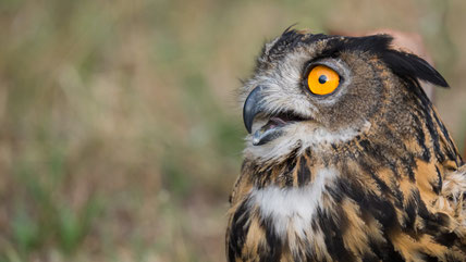 Uhu – Foto © Nicolai Hämmerle