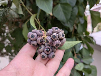 自宅の庭で発見したキヅタ(木蔦)の実。成熟の証という