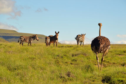 Mountain Zebra National Park