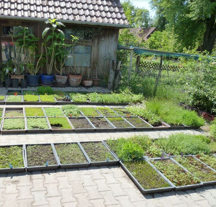 In 2013 we visited a regional producer of seeds for domestic meadows to learn how species diversity can be supported by sowing. 