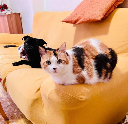 staffy e gatti