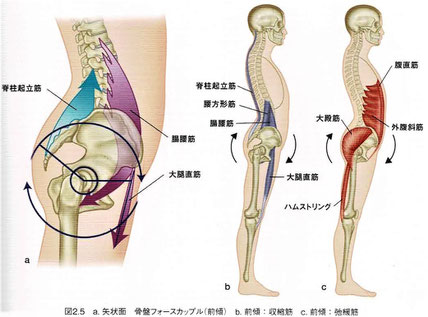 骨盤フォースカップル（前傾）