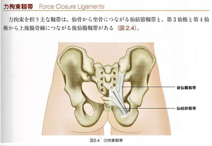 力拘束靭帯