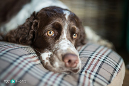 Milka hat voll den Durchblick!    Foto: www.dogphotos.de