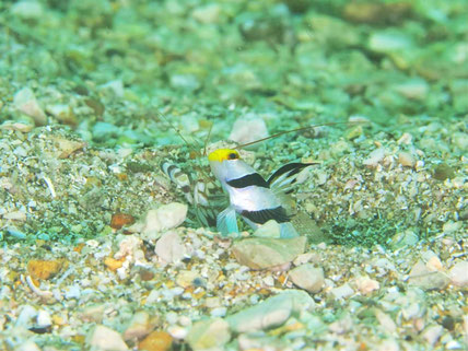 和歌山白崎の海でムチカラマツエビを撮影