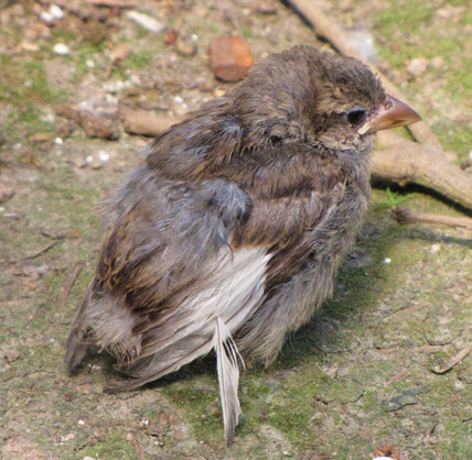 Gefiederschäden beim Haussperling (Foto © Jenewein-Stille)