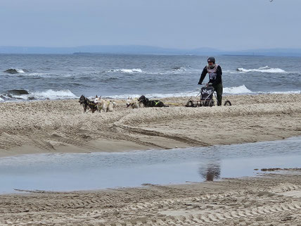 Hunderennen am Strand