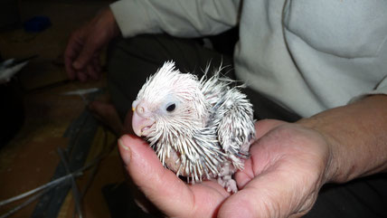 ホワイトフェイスパールオカメインコヒナ仲間入りしました