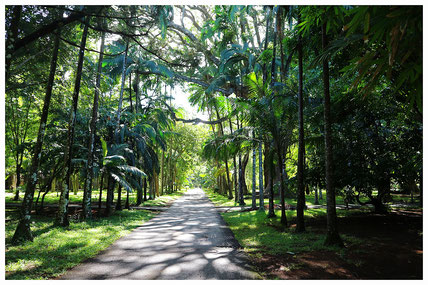 Pamplemousses Garden Mauritius Sehenswürdigkeiten Highlights