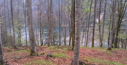 Almsee