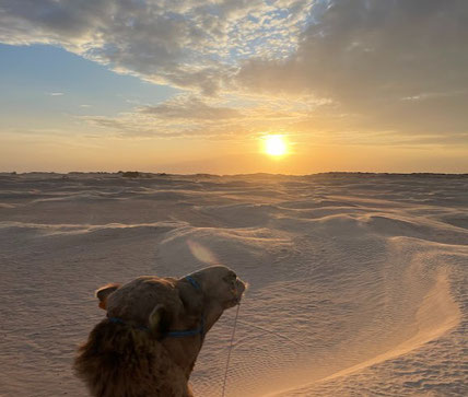 Dromedario en el Sahara