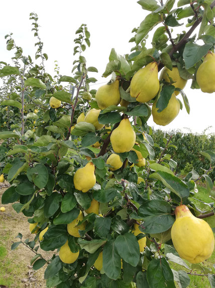 Birnenquitten am "selber-pflück-feld" beim Altenriederer