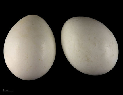 eier des habicht Muséum de Toulouse, CC BY-SA 4.0 <https://creativecommons.org/licenses/by-sa/4.0>, via Wikimedia Commons