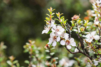 Fleurs de Manuka en Nouvelle-Zélande provenant de l'arbre de Manuka, Tea Tree qui produit le fameux Miel de Manuka