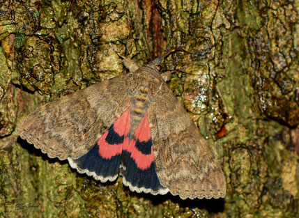 Rood weeskind. Een algemene nachtvlinder van bijzonder groot formaat en met prachtige kleuren op de ondervleugels. Geen saaie mot dus!