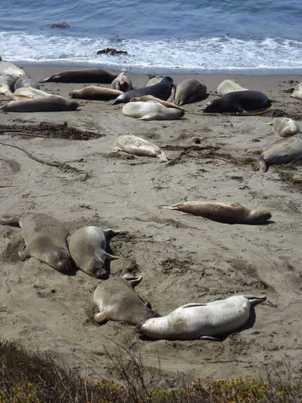 Elephant seals sunning themselves
