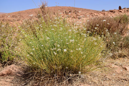 Deverra chlorantus, mines d'Akka, Anti-Atlas sud-occidental, 2018, ©Frédérique Courtin
