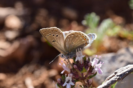 P. punctifer, mâle, Igherm, Anti-Atlas sud-occidental, 2018, ©Frédérique Courtin-Tarrier  