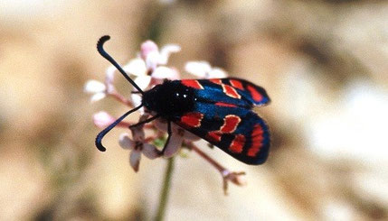 Z. glaoua (Haut Atlas central)