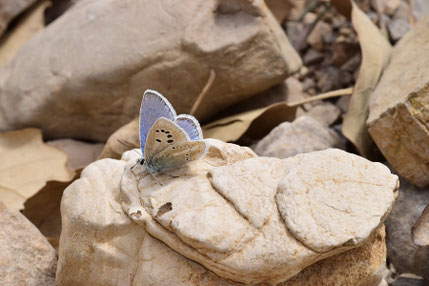P. atlanticus chaouniensis, mâle, Djebel Lakraa, Rif occidental, 2017, ©Frédérique Courtin-Tarrier     