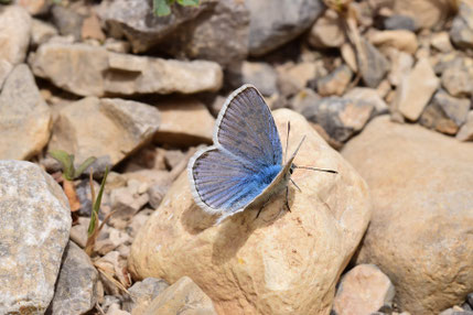 P. atlanticus chaouniensis, mâle, Djebel Lakraa, Rif occidental, 2017, ©Frédérique Courtin-Tarrier  