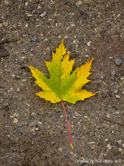 © by Pelz Kreativ 2022, Herbst, Blatt, gelb, grün, Erde, Steinchen, Natur, Herbst, November, Fotografie, fineART,