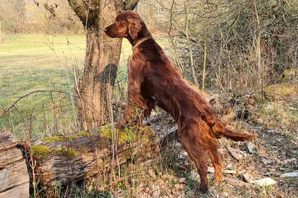 Irish Red Setter Rüde Royal Prince Rusty of the Red Dancing Sky
