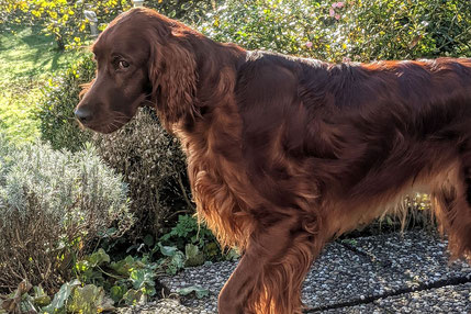 Irish Red Setter Hündin Anice Red Favour