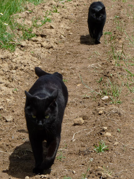 Arthur et Merlin / Photo de Crystal Jones