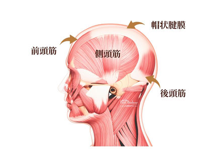 頭の筋肉の凝りと萎縮