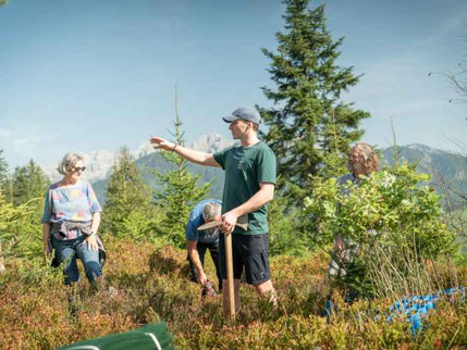 holzliebe unterstützt Aufforstungsprojekte in AT