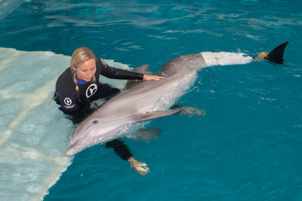 Camille und Delfindame Winter, der einzige Delfin weltweit mit einer Schwanzflossenprothese. Ihre Rettungsgeschichte wurde sogar mit „Mein Freund, der Delfin“ verfilmt und lief in Kinos weltweit.