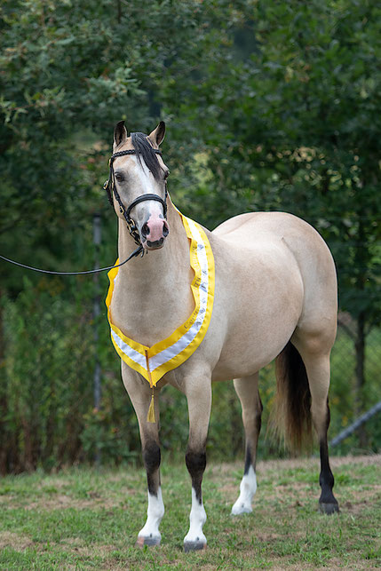 National Overall Champion 2018: Oostdijk's Dancing Queen, ster, 2014 (Stougjeshoeve Escudo x Oostdijk's Dancing Delyth, Ster, Keur, Kroon, Sport, Preferent) - SOLD (NL)