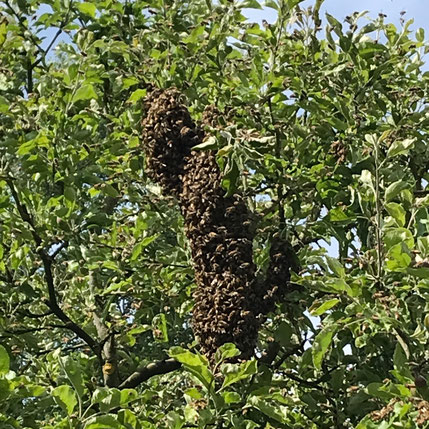 Ein Bienenschwarm hat sich in einem Baum niedergelassen.