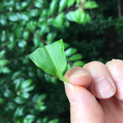 かじられたツユクサの葉っぱ。