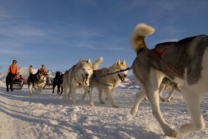 Dog Sledding in Alpe d'Huez